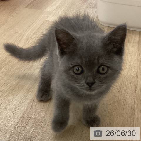 神奈川県のマンチカン (ペットプラス 相模原並木店/2026年4月23日生まれ/男の子/ブルー)の子猫の4枚目の画像