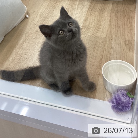 神奈川県のマンチカン (ペットプラス 相模原並木店/2026年4月23日生まれ/男の子/ブルー)の子猫の4枚目の画像