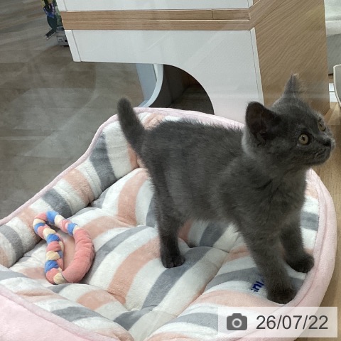 神奈川県のマンチカン (ペットプラス 海老名店/2026年4月23日生まれ/男の子/ブルー)の子猫の4枚目の画像