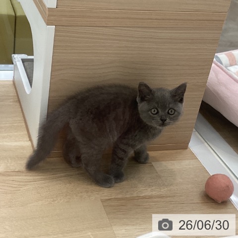 神奈川県のマンチカン (ペットプラス 相模原並木店/2026年4月23日生まれ/男の子/ブルー)の子猫の3枚目の画像