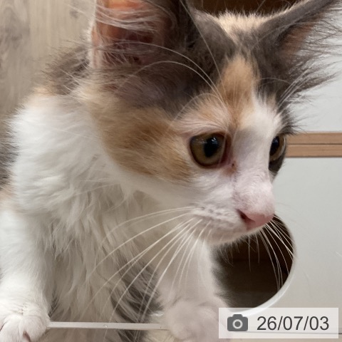 埼玉県のノルウェージャンフォレストキャット (ペットプラス 与野店/2026年4月12日生まれ/女の子/ダイリュートキャリコ)の子猫の4枚目の画像