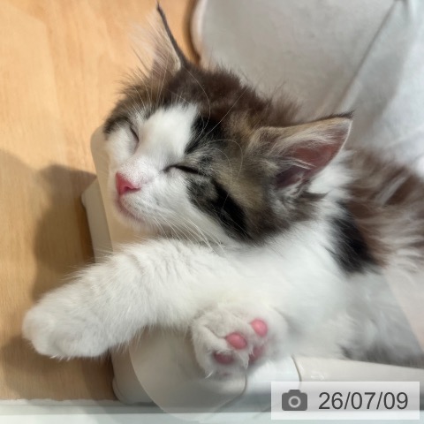 神奈川県のノルウェージャンフォレストキャット (ペットプラス 海老名店/2026年4月30日生まれ/男の子/ブラウンタビーホワイト)の子猫の4枚目の画像
