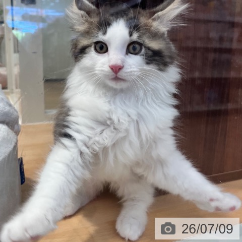 神奈川県のノルウェージャンフォレストキャット (ペットプラス 海老名店/2026年4月30日生まれ/男の子/ブラウンタビーホワイト)の子猫の3枚目の画像