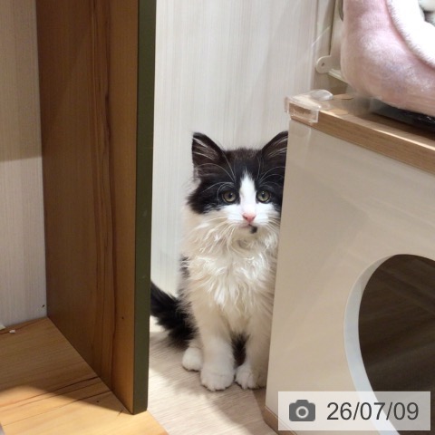 神奈川県のノルウェージャンフォレストキャット (ペットプラス 川崎ルフロン店/2026年4月30日生まれ/男の子/ブラックホワイト)の子猫の3枚目の画像