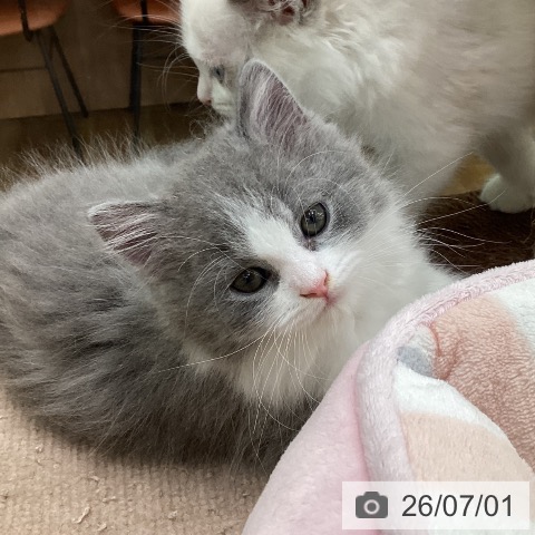 福島県のスコティッシュフォールド (ペットプラス 福島店/2026年4月23日生まれ/男の子/ブルータビーホワイト)の子猫の3枚目の画像