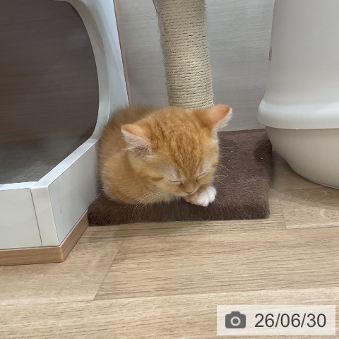 マンチカンの写真