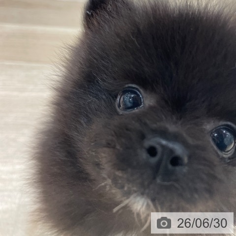ポメラニアンの写真