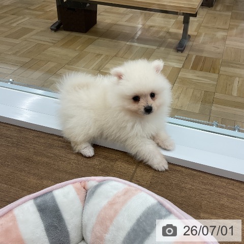 千葉県のポメラニアン (ペッツワン 千葉ニュータウン店/2026年4月24日生まれ/男の子/クリーム)の子犬の4枚目の画像