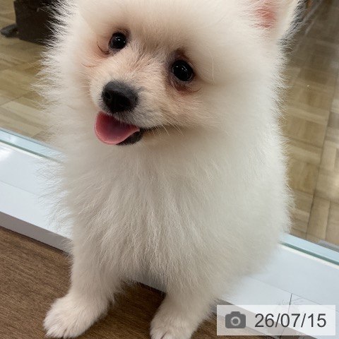 千葉県のポメラニアン (ペッツワン 千葉ニュータウン店/2026年4月24日生まれ/男の子/クリーム)の子犬の4枚目の画像
