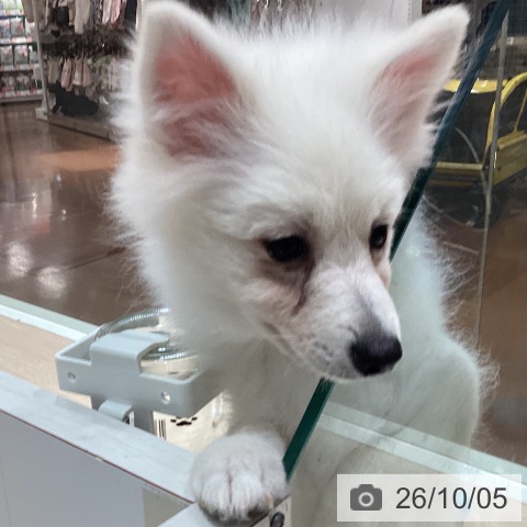 ポメラニアンの写真