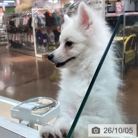 ポメラニアンの写真