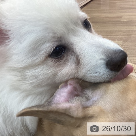 茨城県のポメラニアン (ペッツワン 阿見店/2026年4月24日生まれ/男の子/クリーム)の子犬の4枚目の画像
