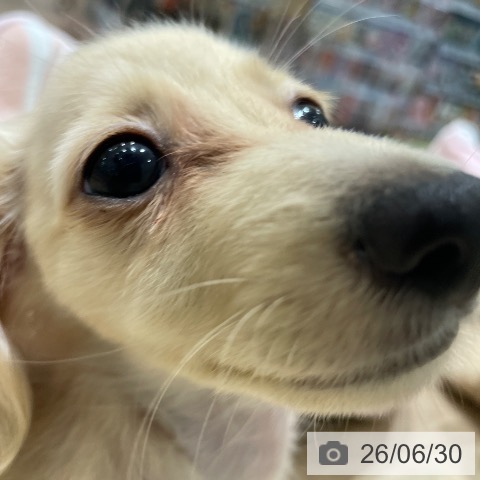 カニーンヘン・ダックスフンドの写真