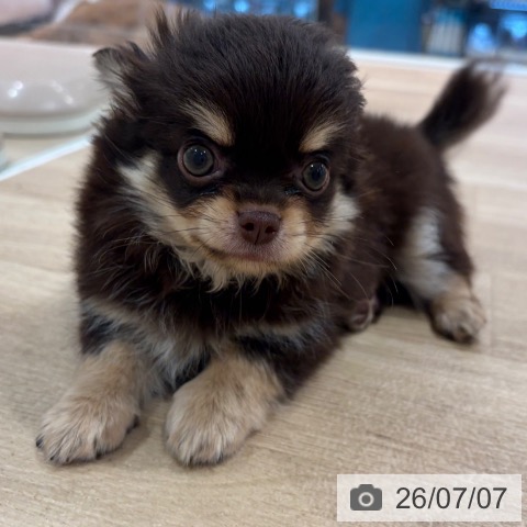 神奈川県のチワワ(ロング) (ペットプラス ゆめが丘ソラトス店/2026年4月24日生まれ/男の子/チョコレートタン)の子犬の4枚目の画像