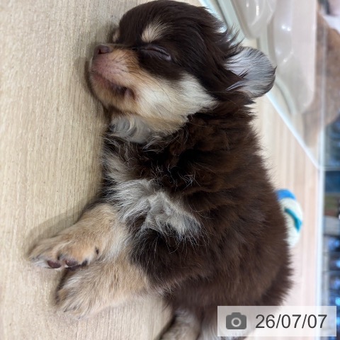神奈川県のチワワ(ロング) (ペットプラス ゆめが丘ソラトス店/2026年4月24日生まれ/男の子/チョコレートタン)の子犬の3枚目の画像