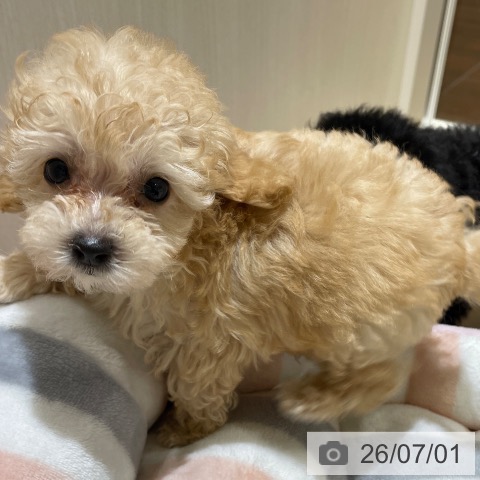 埼玉県のトイプードル(トイ) (ペットプラス ららぽーと富士見店/2026年4月26日生まれ/男の子/オレンジフォーン)の子犬の4枚目の画像