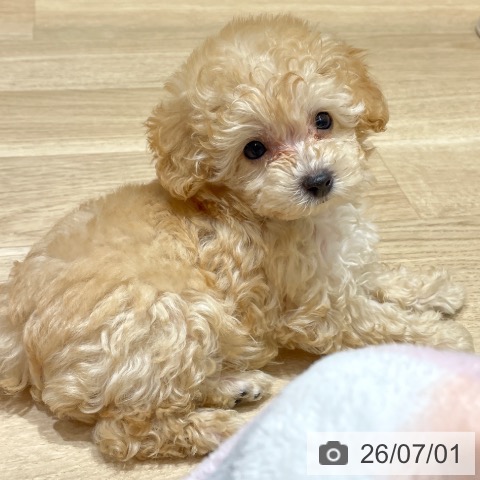 埼玉県のトイプードル(トイ) (ペットプラス ららぽーと富士見店/2026年4月26日生まれ/男の子/オレンジフォーン)の子犬の3枚目の画像