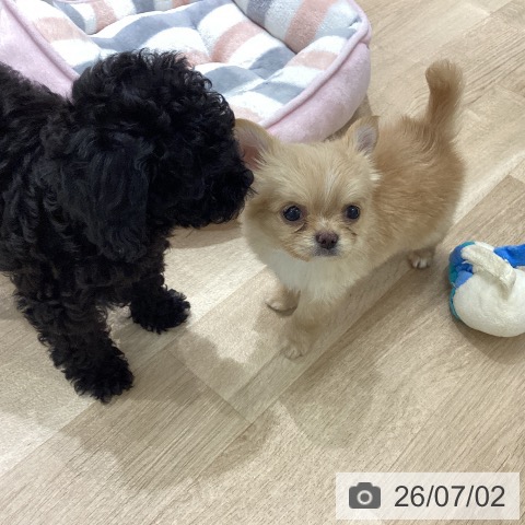 チワワの写真