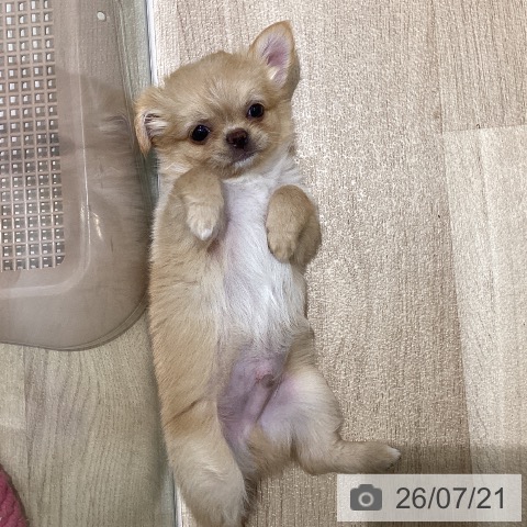 宮城県のチワワ(ロング) (ペットプラス 仙台上杉店/2026年4月30日生まれ/男の子/クリームホワイト)の子犬の4枚目の画像