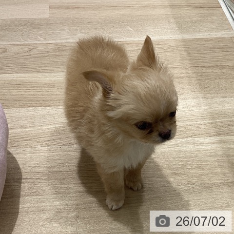 チワワの写真