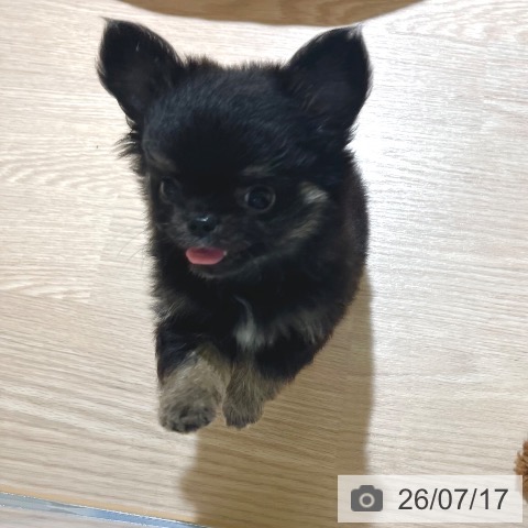 チワワの写真