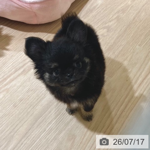 チワワの写真