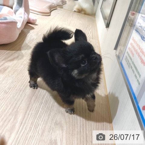 チワワの写真