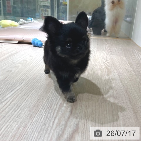 チワワの写真