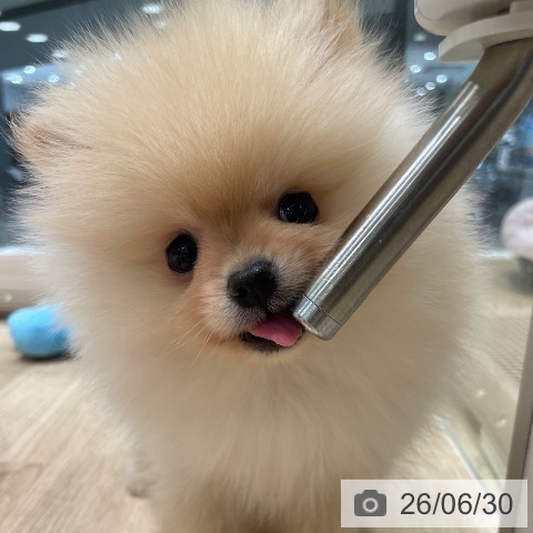ポメラニアンの写真