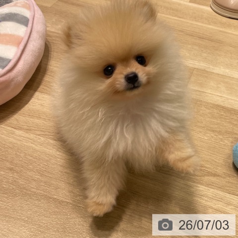 長野県のポメラニアン (ペットプラス 須坂店/2026年4月29日生まれ/男の子/クリーム)の子犬の3枚目の画像