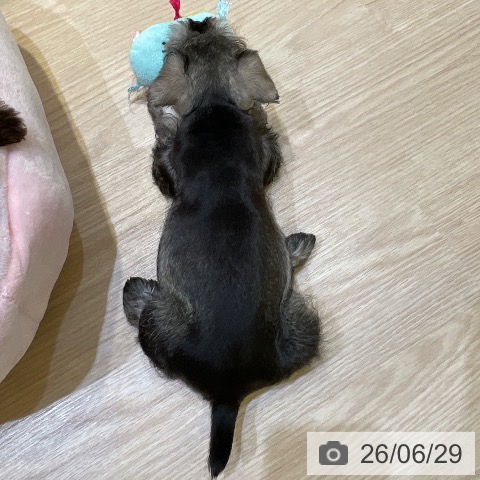 千葉県のミニチュアシュナウザー (ペットプラス 幕張新都心店/2026年4月30日生まれ/女の子/ソルトペッパー)の子犬の4枚目の画像