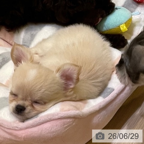 千葉県のチワワ(ロング) (ペットプラス 幕張新都心店/2026年4月23日生まれ/男の子/クリーム)の子犬の4枚目の画像