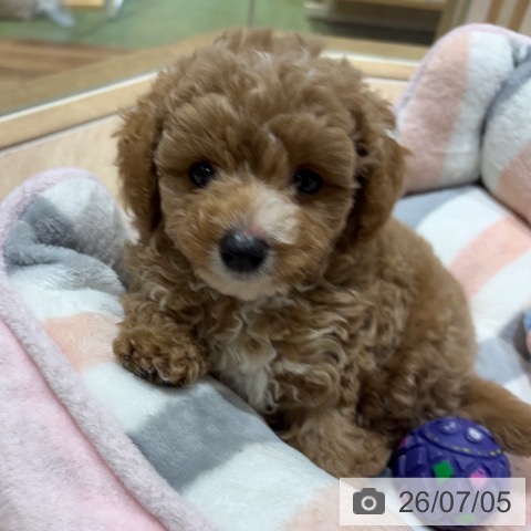 神奈川県のトイプードル(トイ) (ペットプラス 川崎ルフロン店/2026年4月30日生まれ/男の子/アプリコット)の子犬の4枚目の画像