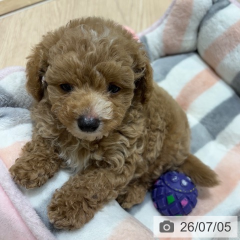 神奈川県のトイプードル(トイ) (ペットプラス 川崎ルフロン店/2026年4月30日生まれ/男の子/アプリコット)の子犬の3枚目の画像