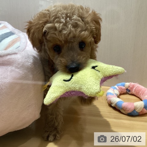 埼玉県のトイプードル(トイ) (ペットプラス 与野店/2026年4月30日生まれ/女の子/レッド)の子犬の3枚目の画像
