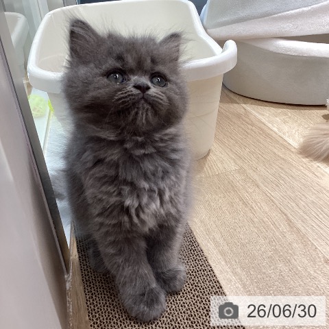 ペルシャの写真