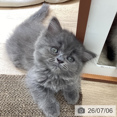 東京都のペルシャ (ペットプラス むさし村山店/2026年4月25日生まれ/女の子/ブルータビー)の子猫の3枚目の画像