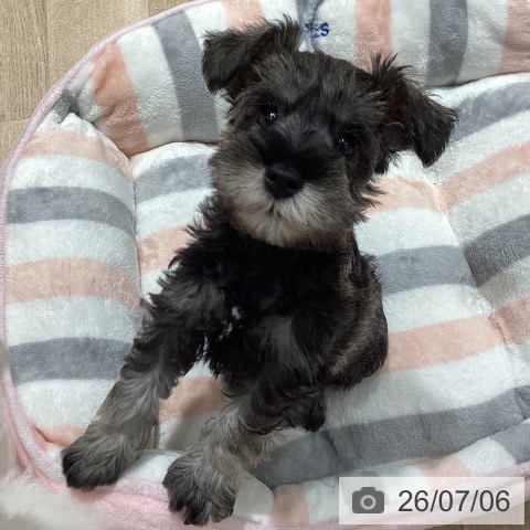 埼玉県のミニチュアシュナウザー (ペットプラス ピオニウォーク東松山店/2026年4月30日生まれ/男の子/ソルトペッパー)の子犬の4枚目の画像
