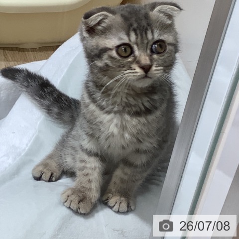 スコティッシュフォールドの写真