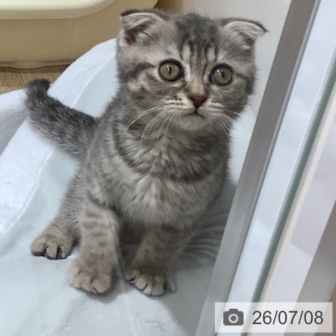 スコティッシュフォールドの写真