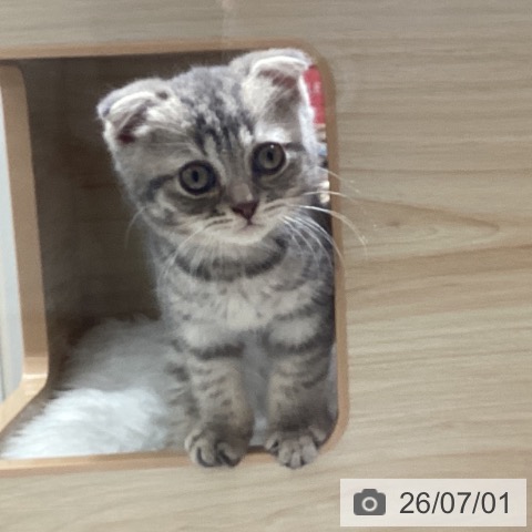 千葉県のスコティッシュフォールド (ペットプラス 船橋店/2026年4月17日生まれ/女の子/ブルータビー)の子猫の4枚目の画像