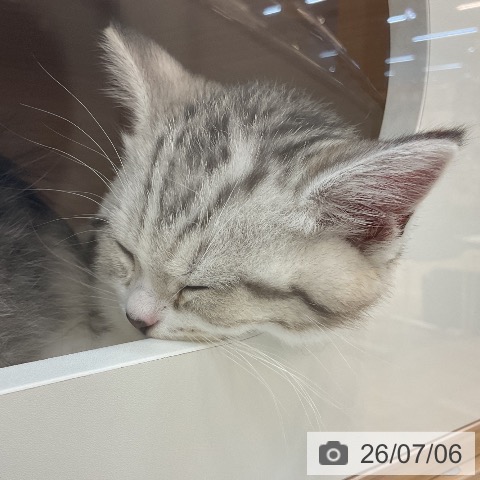 スコティッシュフォールドの写真