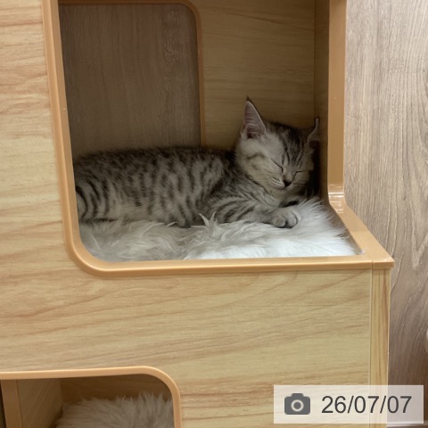 スコティッシュフォールドの写真