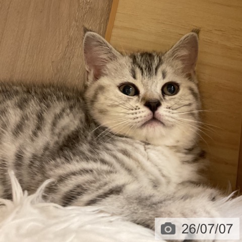 スコティッシュフォールドの写真