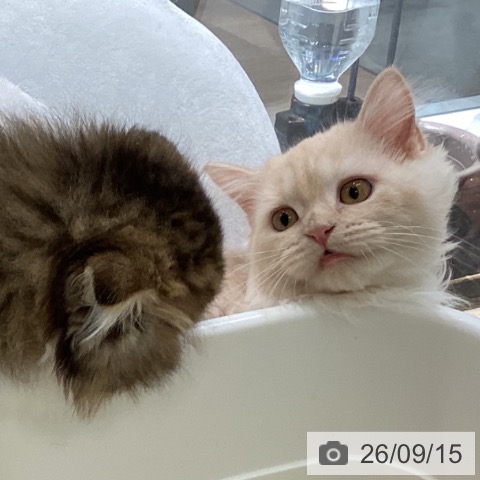 マンチカンの写真