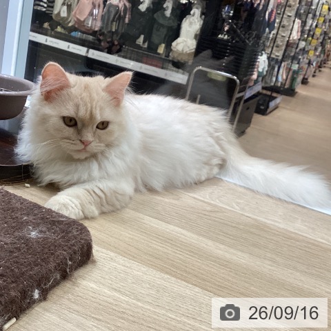 マンチカンの写真