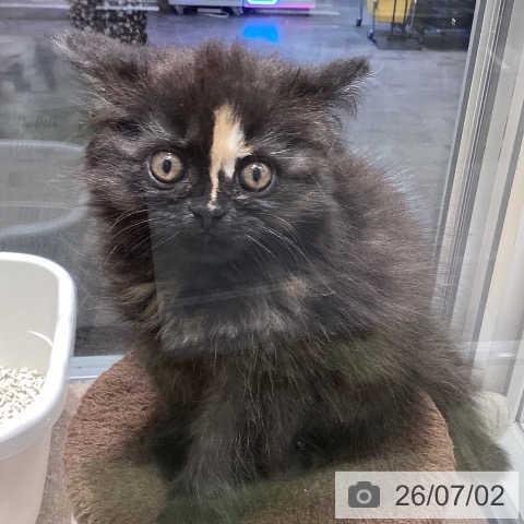 長野県のラガマフィン (ペットプラス 松本店/2026年4月30日生まれ/女の子/トーティー)の子猫の4枚目の画像