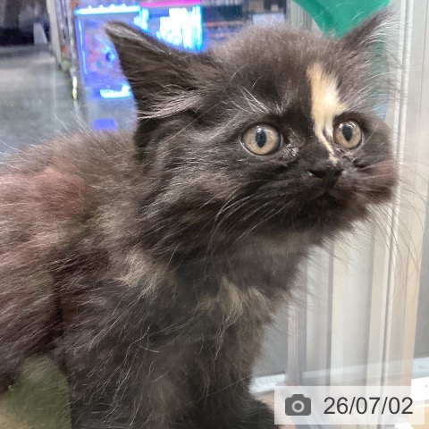 長野県のラガマフィン (ペットプラス 松本店/2026年4月30日生まれ/女の子/トーティー)の子猫の3枚目の画像