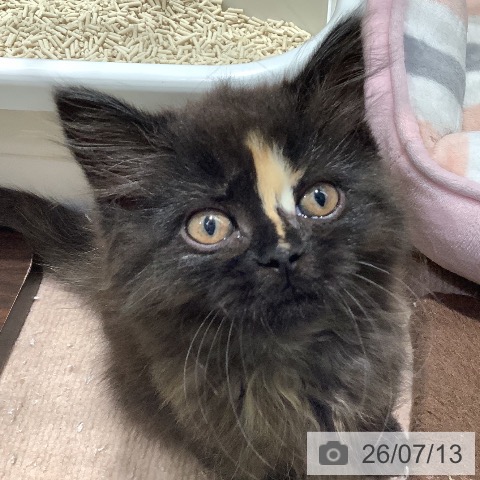 長野県のラガマフィン (ペットプラス 松本店/2026年4月30日生まれ/女の子/トーティー)の子猫の4枚目の画像