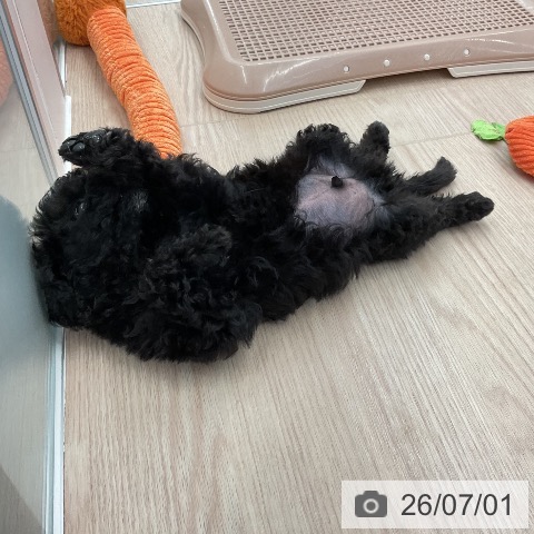 埼玉県のトイプードル(トイ) (ペットプラス 上尾店/2026年4月30日生まれ/男の子/ブラック)の子犬の4枚目の画像